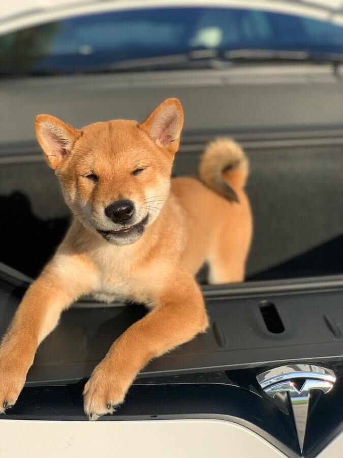 Shiba Inu-inspired crypto coins see price spike following Musks latest tweet