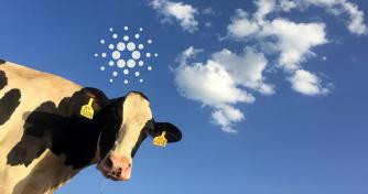 Introducing BeefChain, a rancher-to-retail offer chain traceability solution the employ of Cardano