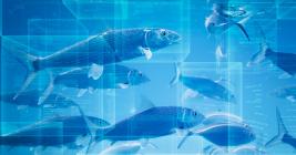 Do You Know Where Your Fish Is Coming From? Blockchain May Provide the Answer