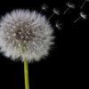The need for “Dandelion” to bring greater privacy on the blockchain