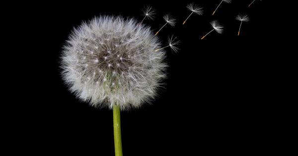 The need for “Dandelion” to bring greater privacy on the blockchain