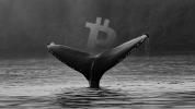 On-chain data shows ‘whales’ are accumulating Bitcoin despite fearful markets