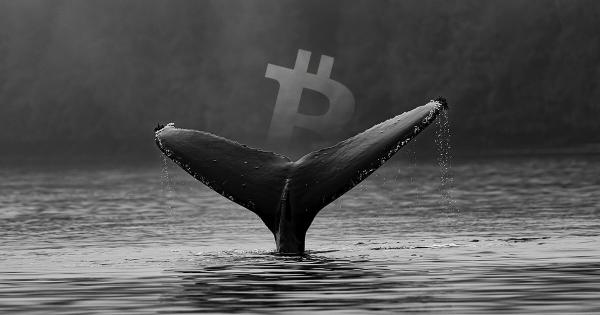 On-chain data shows ‘whales’ are accumulating Bitcoin despite fearful markets