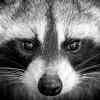 Beware of the “Raccoon” malware trying to steal your crypto, all web browsers are affected