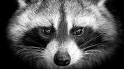 Beware of the “Raccoon” malware trying to steal your crypto, all web browsers are affected