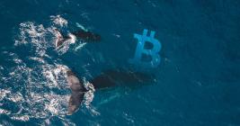 Bitcoin whale growth is macro bullish, but will it be enough to stop another massive selloff?