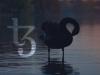 These fundamental flaws may be the black swan that stops Tezos from seeing massive growth