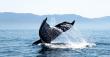 Bitcoin’s halving sent on-chain metrics through the roof while whales accumulate