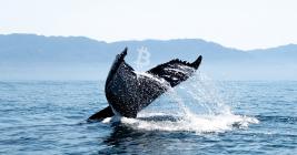 Bitcoin’s halving sent on-chain metrics through the roof while whales accumulate