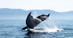 Third largest Bitcoin whale purchases BTC worth $37.5 million