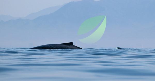 Bitfinex whales are flipping short on Bitcoin as institutions grow more active than ever
