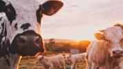 In a post-COVID world, Australia turns to blockchain for protecting $7 billion beef export industry