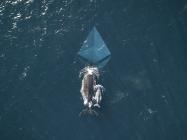 Whales might’ve caused Ethereum’s (ETH) 50% dive on Kraken, says CEO