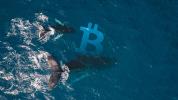 Whales hold steady: On-exchange Bitcoin supply stagnates despite rally past $11k