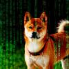 Dogecoin (DOGE) is now being used by crypto hackers after TikTok boom