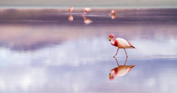 Founder of China’s NEO says DeFi is just getting started, launches “Flamingo”
