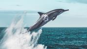 Market data indicates OKEx whales are expecting Bitcoin to spike past $14k