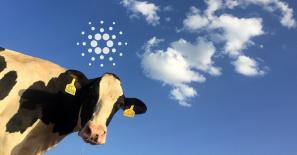 Introducing BeefChain, a rancher-to-retail supply chain traceability solution using Cardano