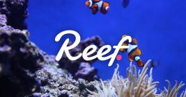 Suspicions raised as Alameda Research denies affiliation with Reef Finance
