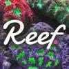Reef Finance unveils basket product tied to DeFi investments