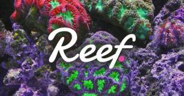 Reef Finance announces new Substrate blockchain to launch in early May