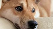 Binance lists ‘Dogecoin killer’ Shiba Inu (SHIB) and its perpetual futures
