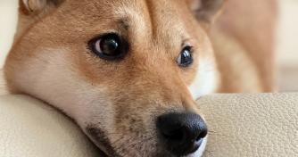 Binance lists ‘Dogecoin killer’ Shiba Inu (SHIB) and its perpetual futures