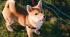 Shiba Inu carnage: Traders lose $46.5 million on first day of SHIB futures