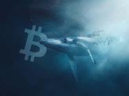 A top Bitcoin whale picked up 3,706 BTC amidst brutal dip, data shows
