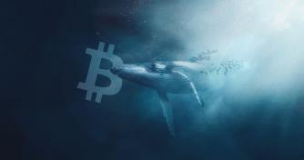 A top Bitcoin whale picked up 3,706 BTC amidst brutal dip, data shows