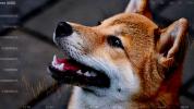 Crypto.com report shows Shiba Inu (SHIB), Dogecoin (DOGE) users led altcoin surge in 2021