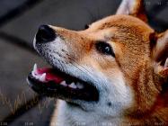 Crypto.com report shows Shiba Inu (SHIB), Dogecoin (DOGE) users led altcoin surge in 2021