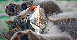 Over 300 ETH lost to ‘failed transactions’ upon Stoner Cats NFTs launch