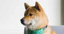 Much copy, so deceive: Dogecoin Foundation warns of “Dogecoin 2.0” crypto project