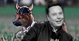 Shiba Inu-inspired ‘Floki Inu’ pumps 250% after Elon Musk reveals his puppy