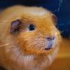 Meet Mr. Goxx: The crypto trading hamster who ‘hodls’ Tron, XRP, and Cardano