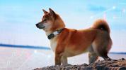 Data: Shiba Inu (SHIB) whales are responsible for 300% price jump
