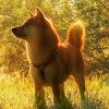 Analysts say these reasons were behind Shiba Inu’s (SHIB) 300% rise last month