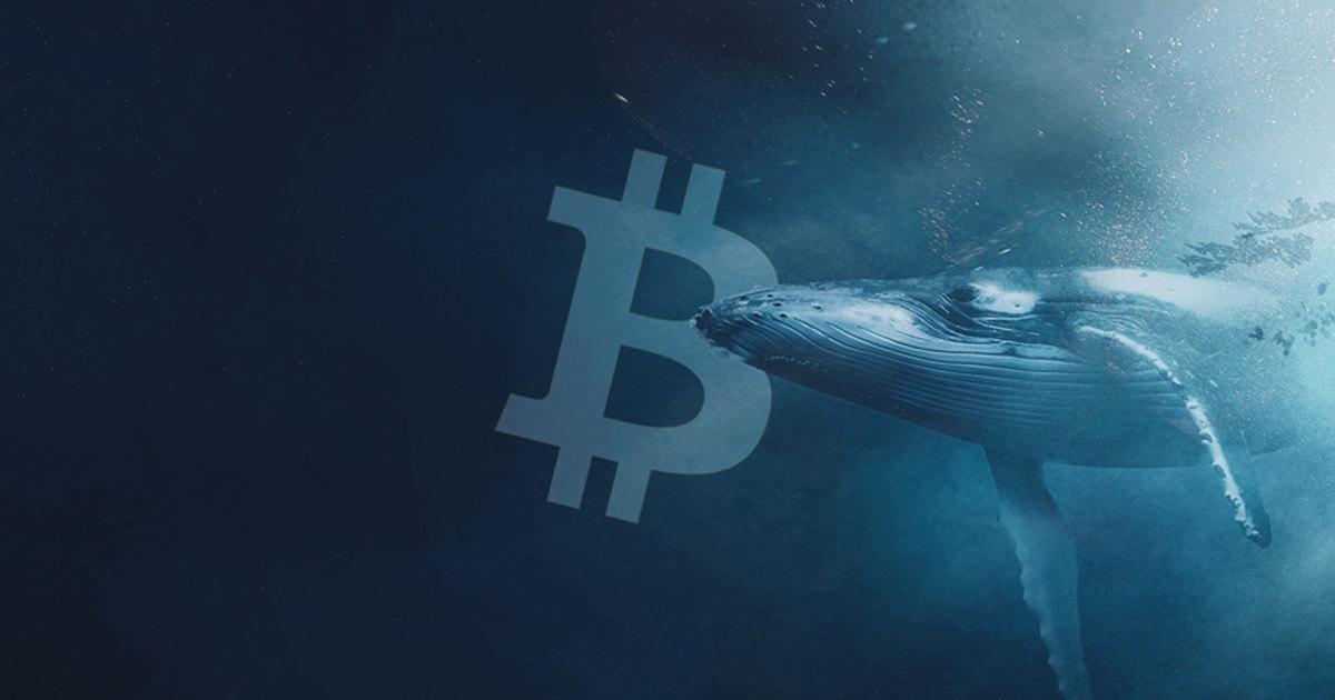 Whales bought 40,000 Bitcoin during the dip this week