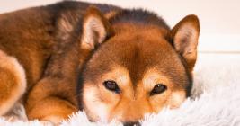 Shiba Inu interest tapers as transaction count in November drops by 40%