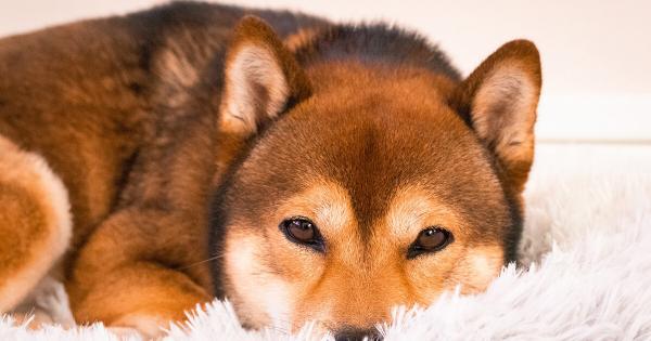 Shiba Inu interest tapers as transaction count in November drops by 40%