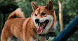 Shiba Inu makes a comeback, but are meme coins sustainable long term?
