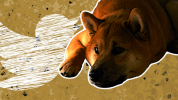 Shiba Inu founder Ryoshi deletes posts, articles sparking FUD within the community