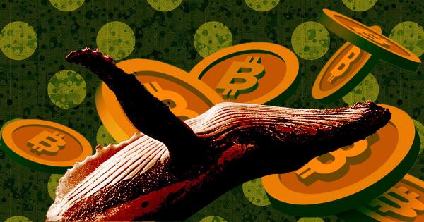 Research: In spite of FTX catastrophe, Bitcoin whales lead aggressive accumulation phase