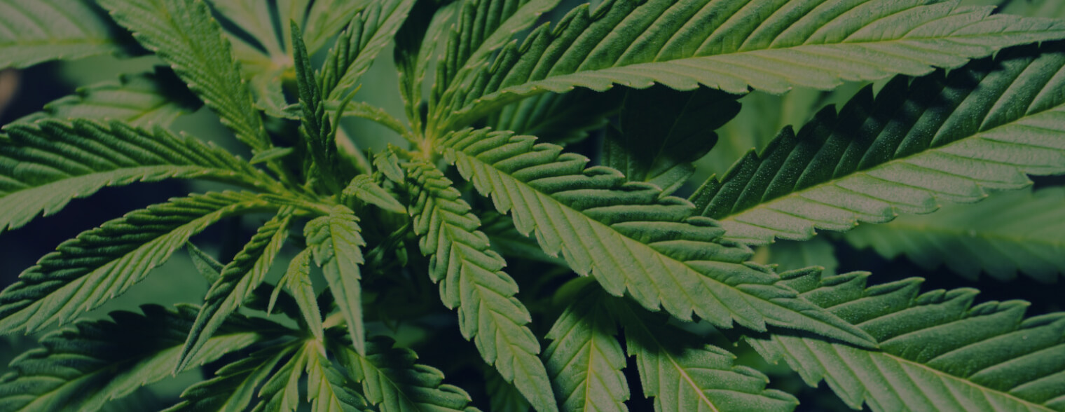 ‘Groupon for Cannabis Users’ Sees Stock Jump After Announcing Development of Blockchain-Based Tech