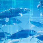 Do You Know Where Your Fish Is Coming From? Blockchain May Provide the Answer