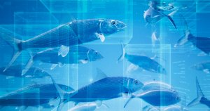 Do You Know Where Your Fish Is Coming From? Blockchain May Provide the Answer
