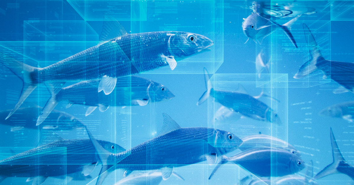 Blockchain technology can make fishing more sustainable 