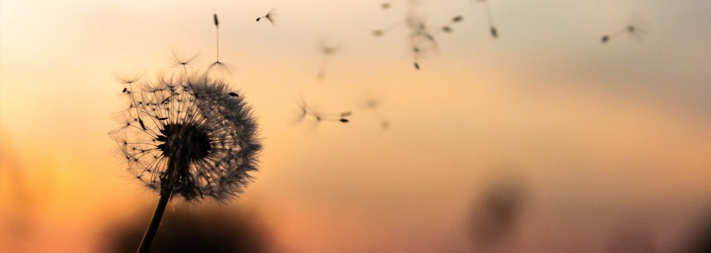 Request Network Partners With Wikimedia to Launch Blockchain-Powered Donations