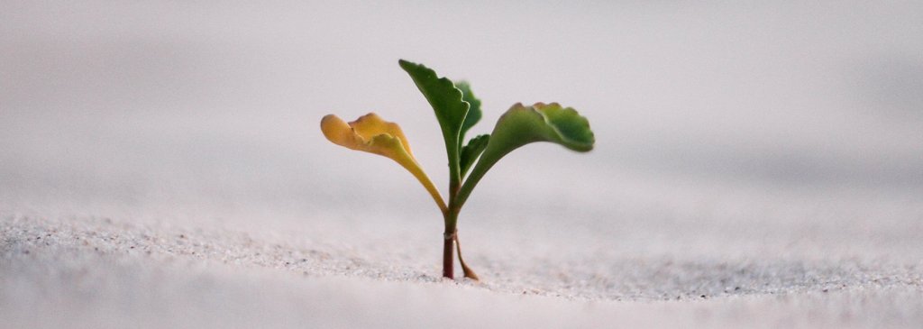 Berkeley City Council Set to Issue Micro-Bonds for City Projects Using Blockchain Technology